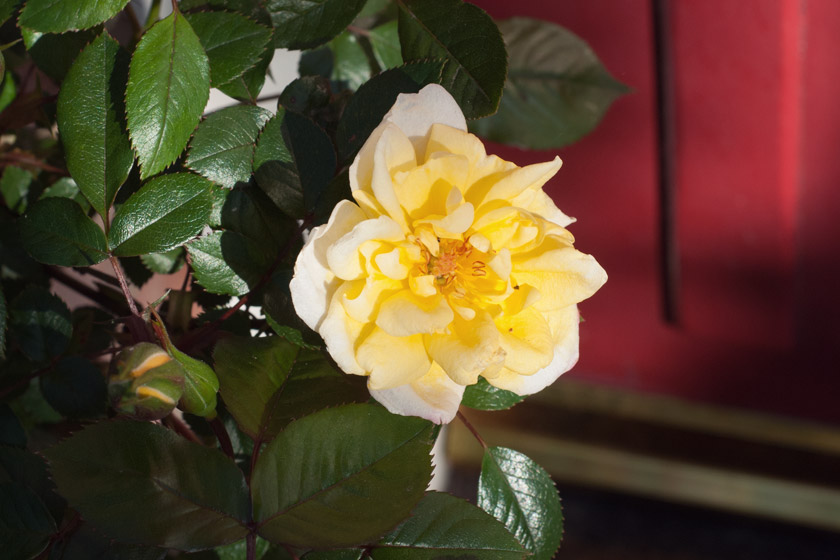 Single yellow rose