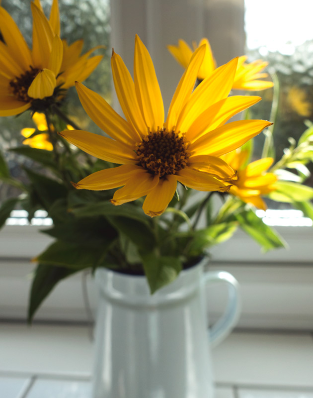 Yellow flowers in jug