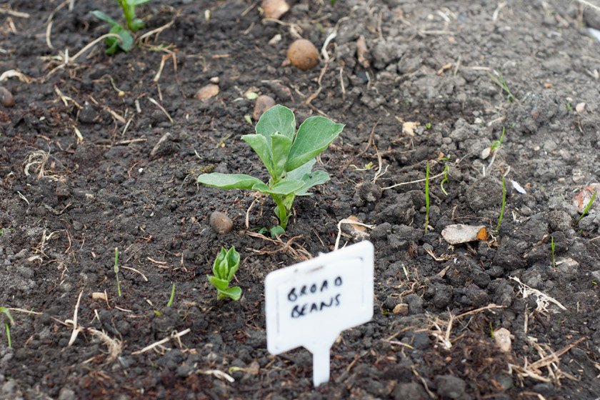 Young broad bean plants