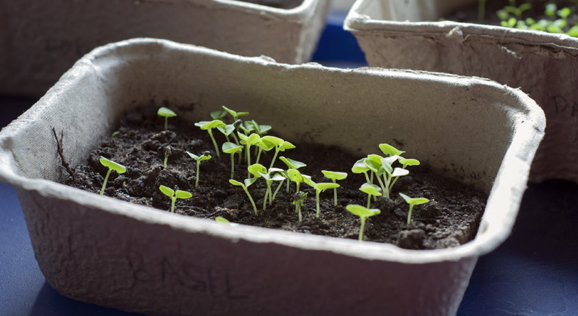 Tiny basil seedlings