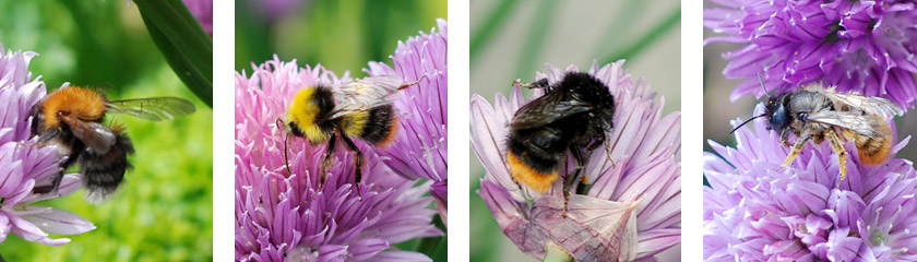 Various garden bees