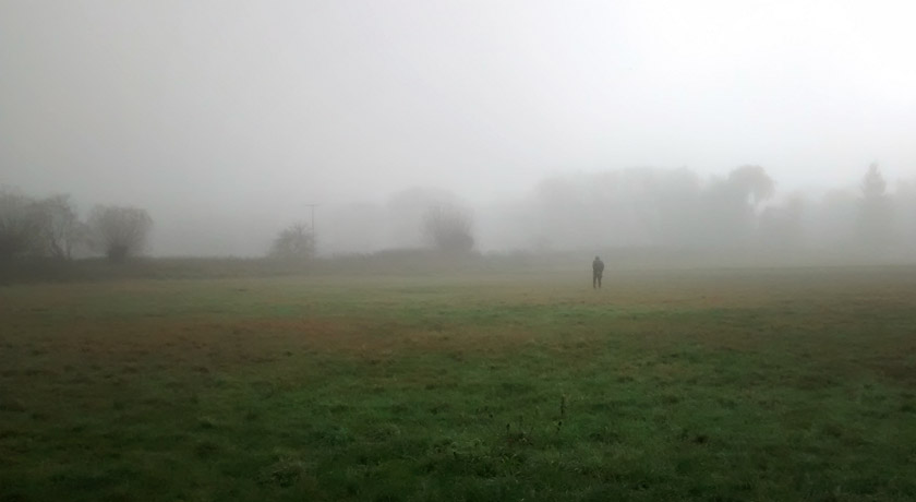 Foggy meadow view