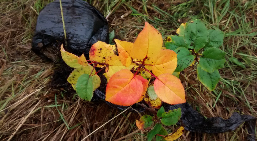 Orange and red tree leaves
