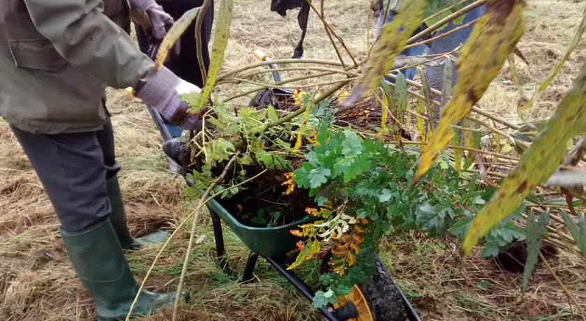 Wheelbarrow full of young trees