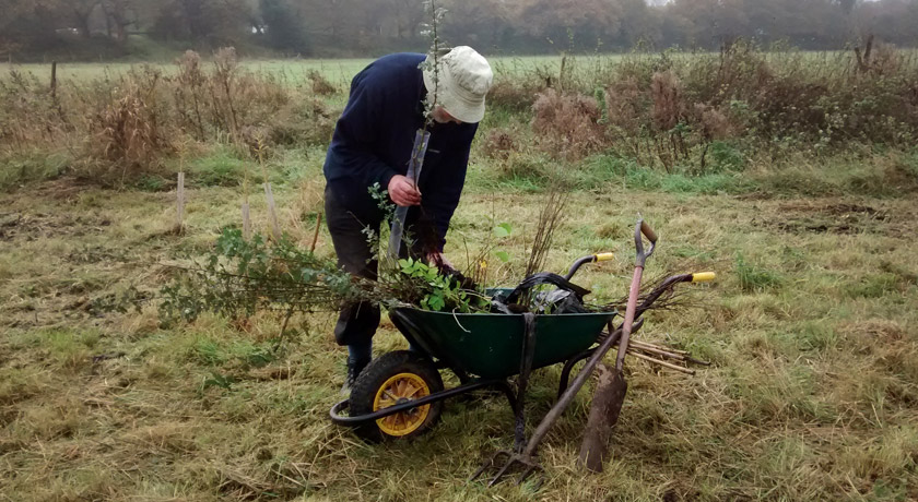 Wheelbarrow full of trees