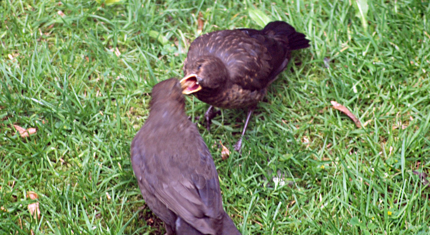 Blackbird feeding fledgling