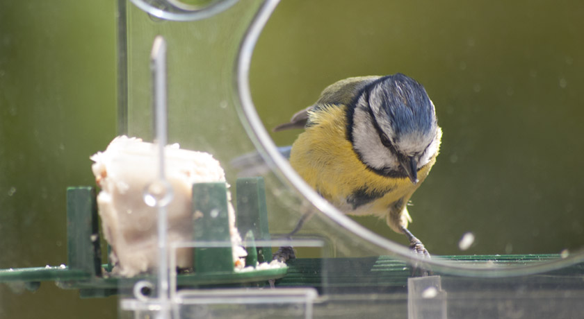 Blue tit on window feeder