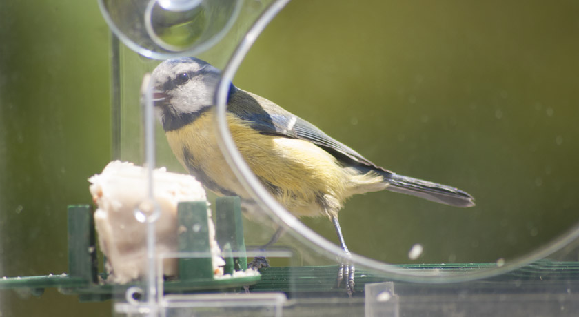 Blue tit on window feeder
