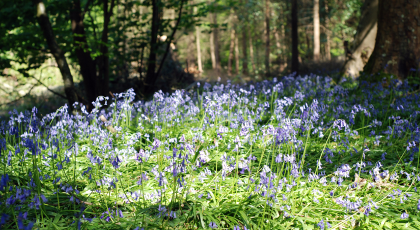 Bluebells in the sunshine