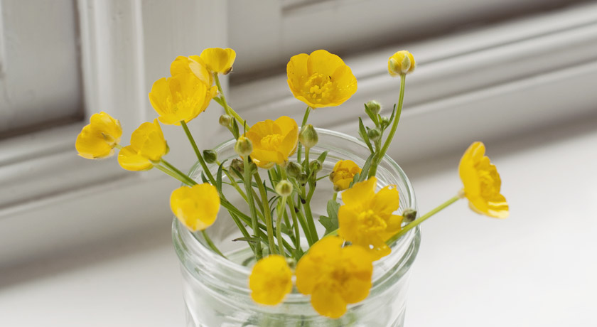 Yellow buttercups in jam jar