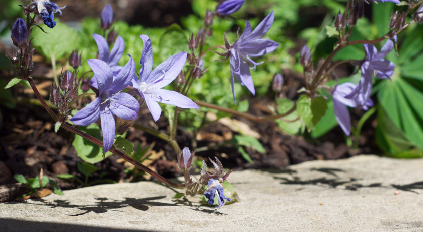Campanula flowers on the garden path