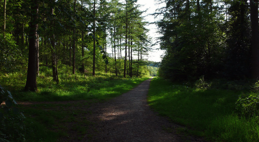 Chawton Park Woods