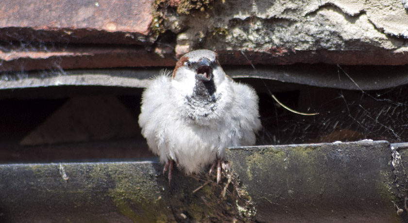 Chirping male house sparrow