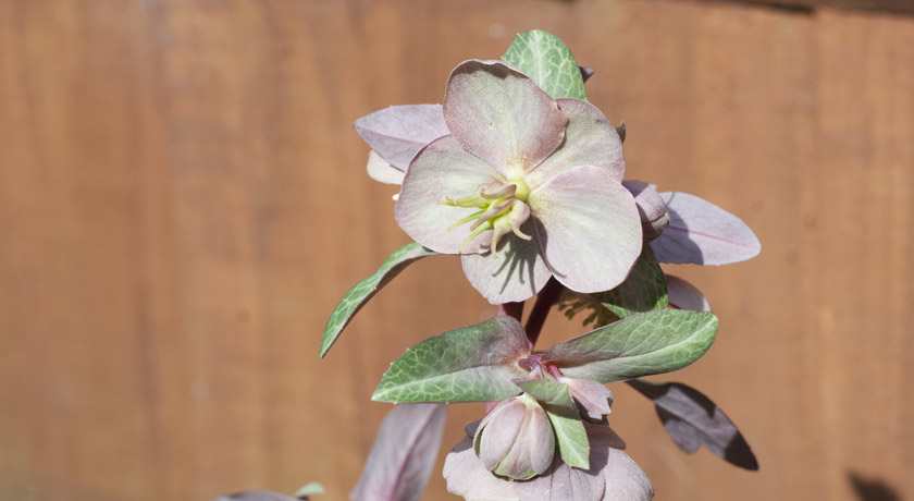 Dusky pink Christmas Rose