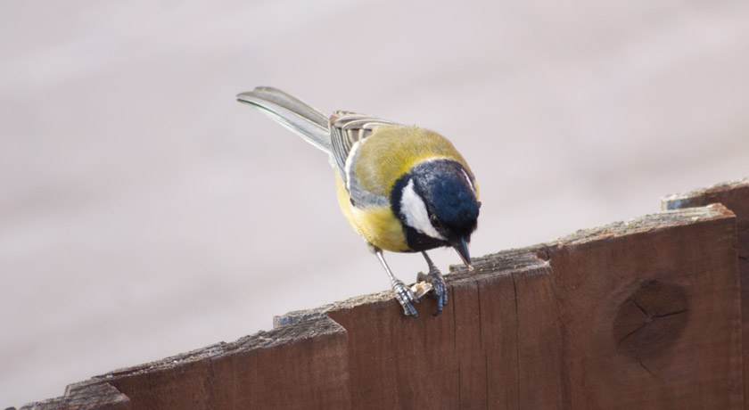 Coal tit eating a seed