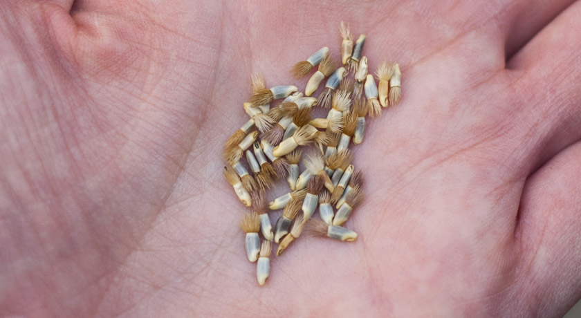Handful of cornflower seeds