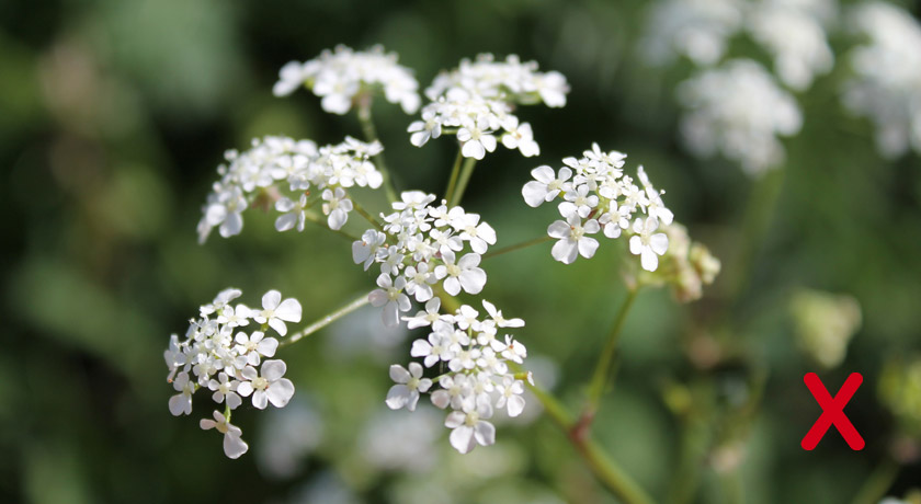 Cow Parsley flowers