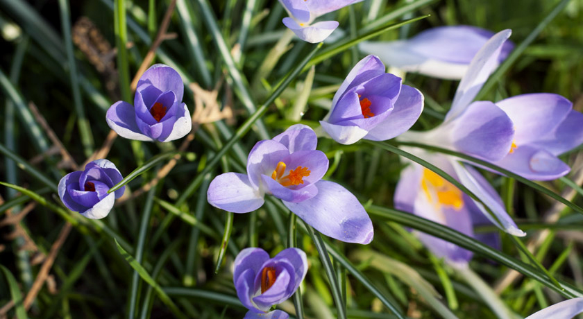 Crocus