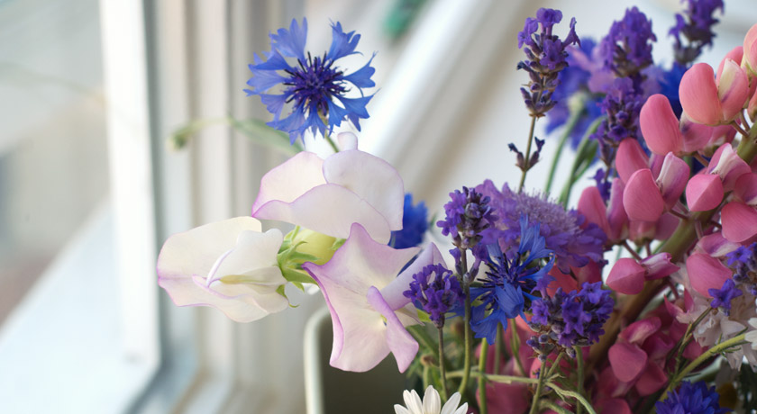 Sweet peas in cut flower bouquet
