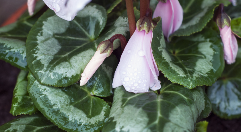 Pink cyclamen bud with rain drops