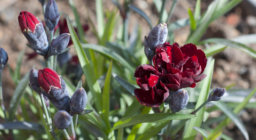 Deep red dianthus flowers