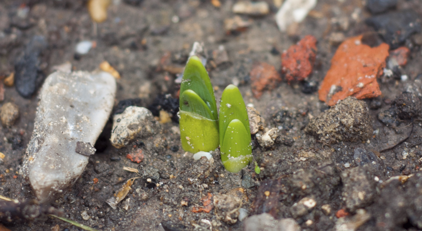 Early green daffodil shoots