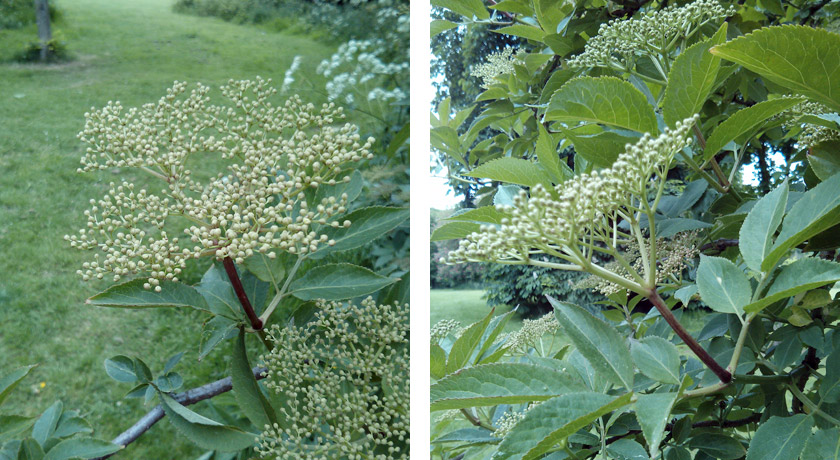 Closed elderflower buds