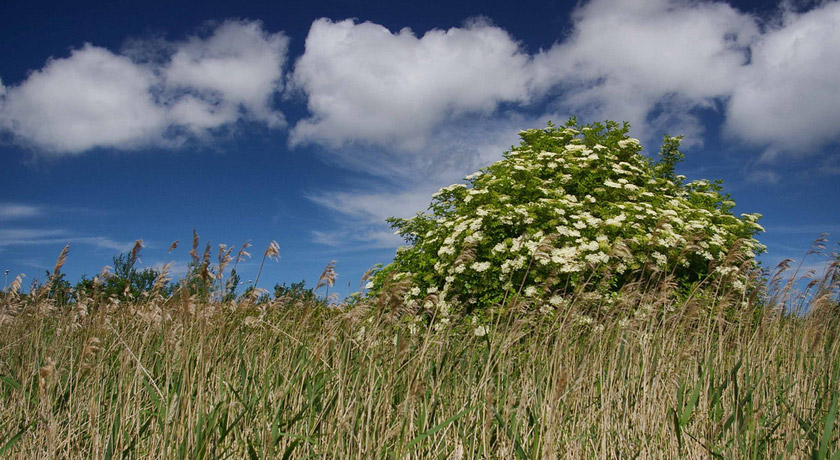 Big elderflower bush in a field