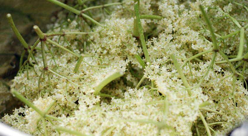 Elderflower heads in bowl