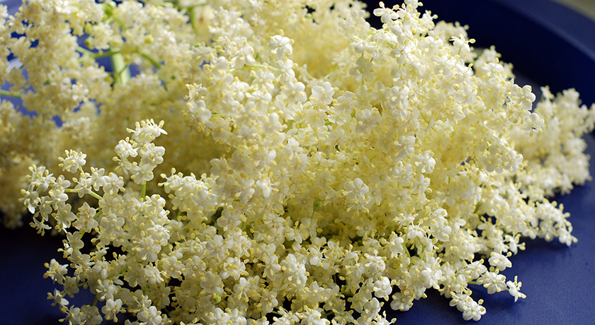 Pale yellow elderflower heads