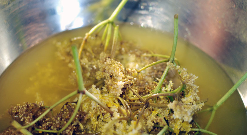 Soaking elderflower heads