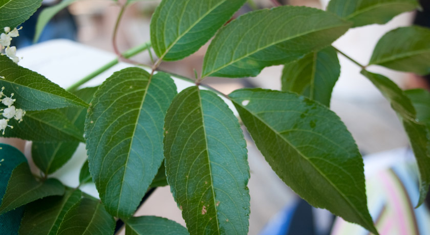 5 elderflower leaves
