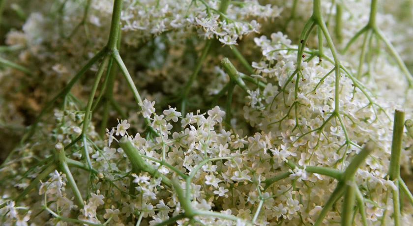 Elderflower stalks with flowers on the end