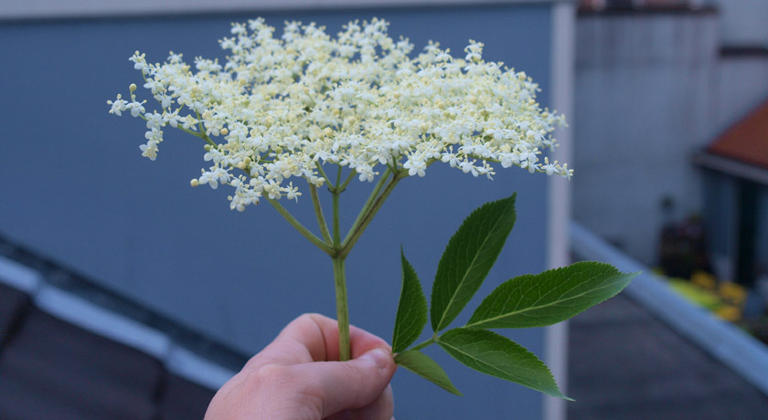 Elderflower flowers and leaves