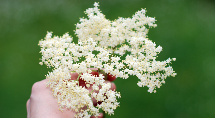Creamy elderflower blooms
