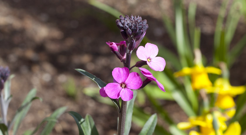 Pink Erysium flowers