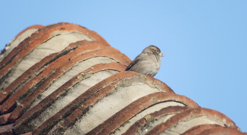 Female house sparrow on roof