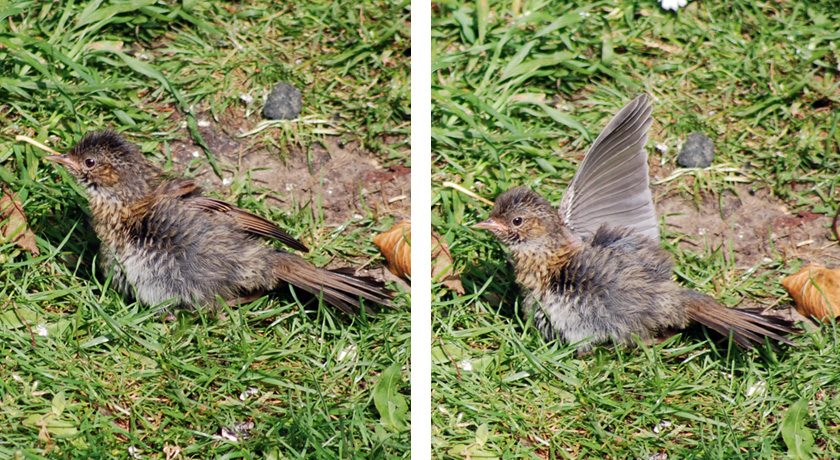 Sunbathing fledgling