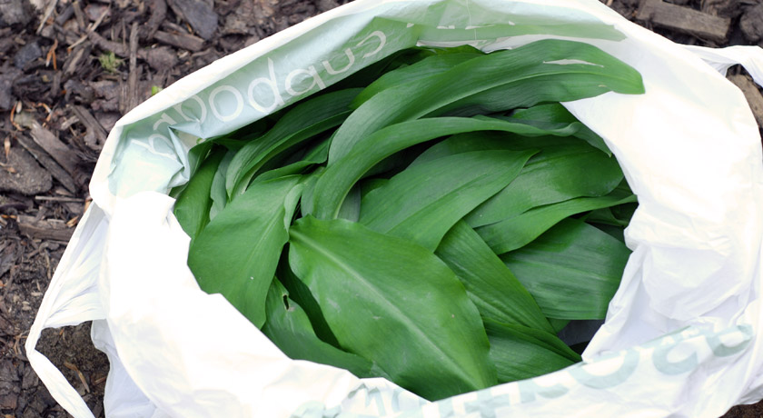Carrier bag of wild garlic leaves