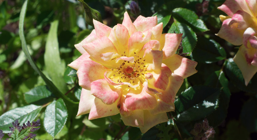 Yellow and pink rose