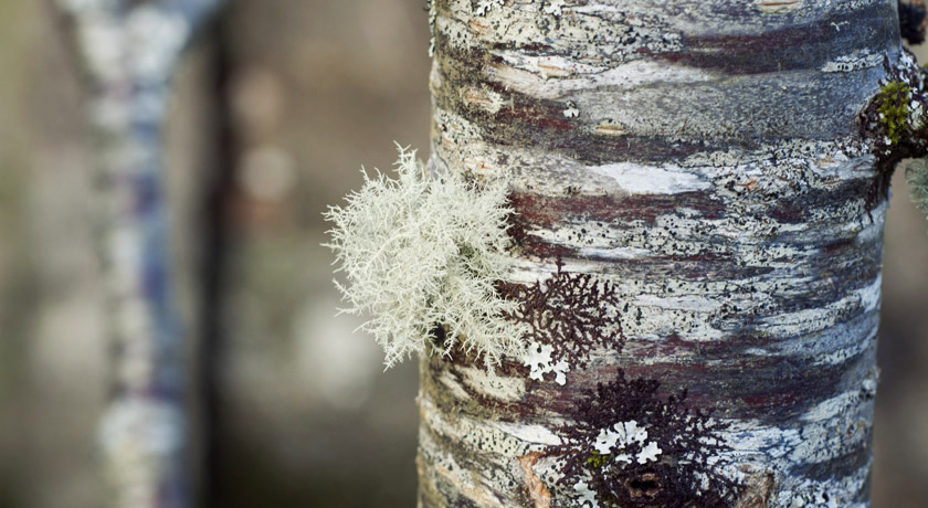 Fluffy moss growing on a tree