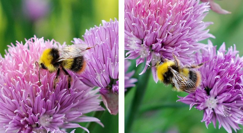 Bumblebee on purple chive flower
