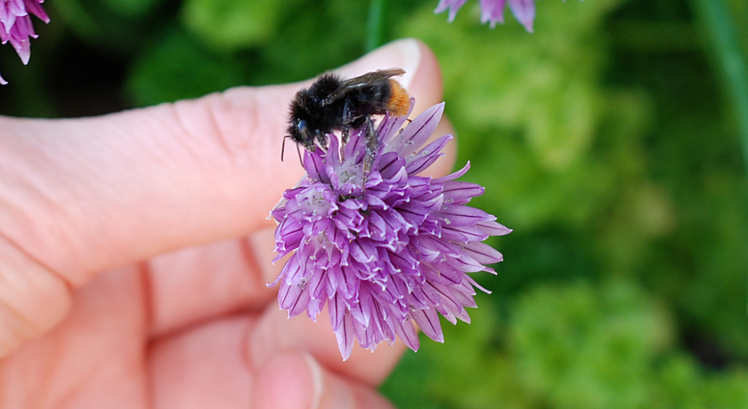 Red-tailed Bumblebee on chive flower