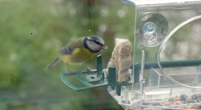 Colourful blue tit eating fatcake