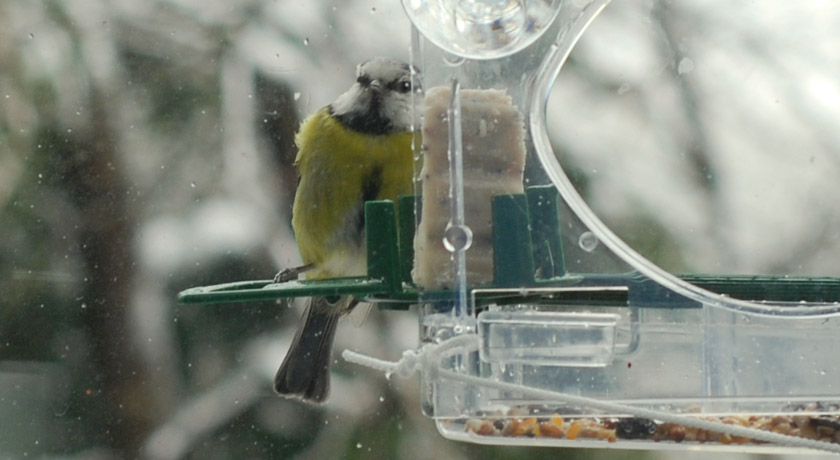 Garden bird peeking into window