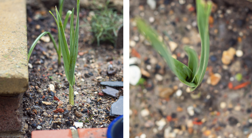 Tall green Fall/Autumn garlic shoots
