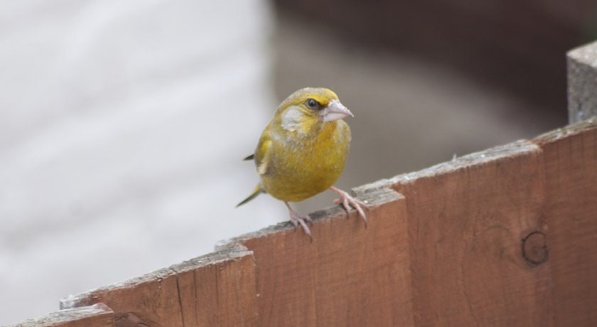 Greenfinch on fence