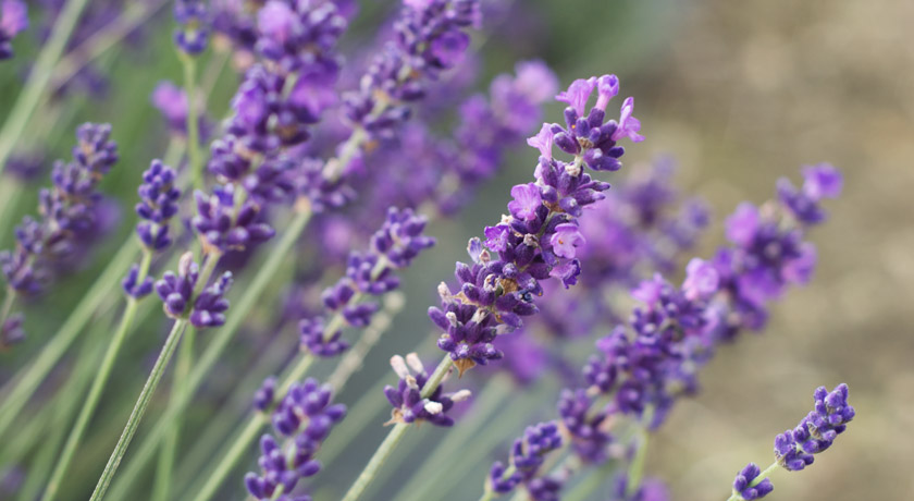 Purple English lavender