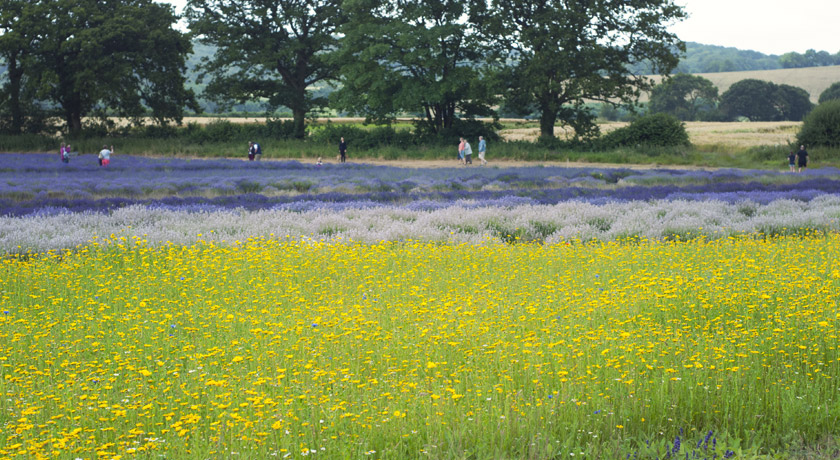 Lavender field and wildflower meadow