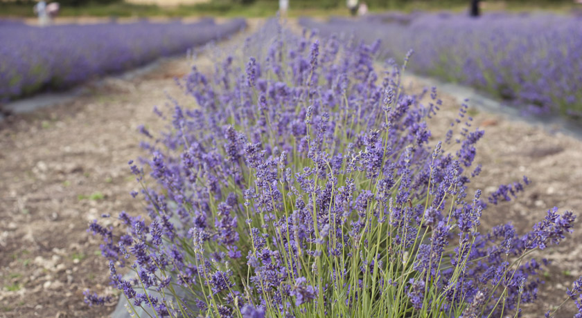 Lavender growing in lines
